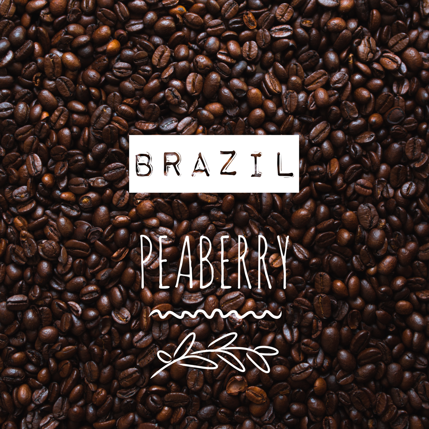 Brazil Peaberry