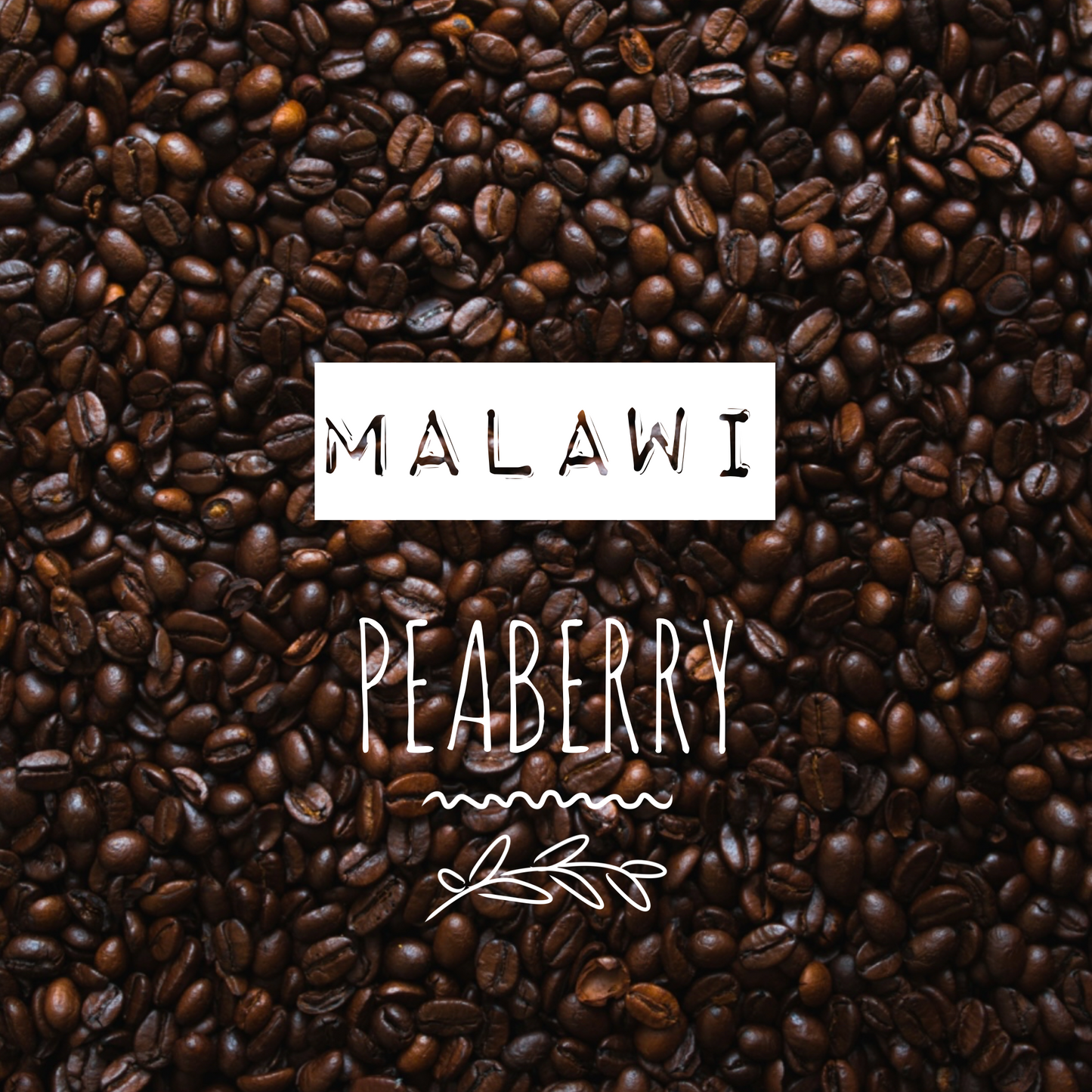 Malawi Peaberry