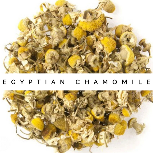 Egyptian Chamomile